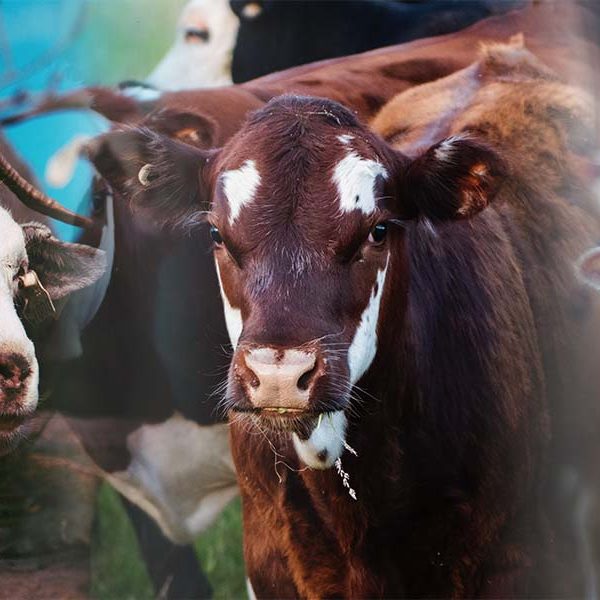 livestocks