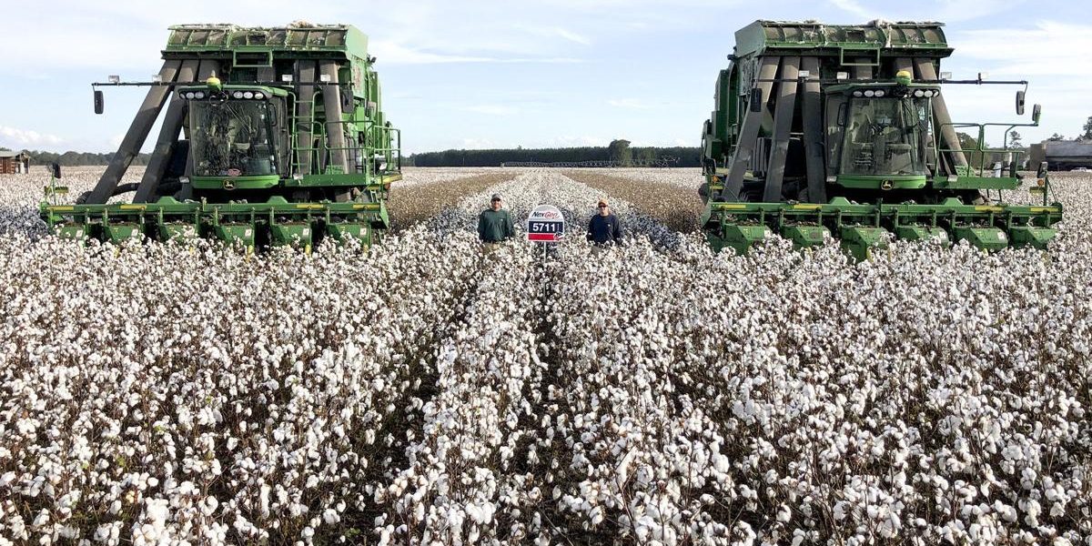 COTTON FARMERS WARNED AGAINST CHEATING – AMA