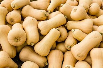Exploring Butternut Farming – AMA